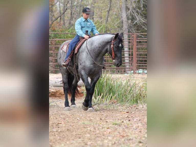 Percherón Mestizo Caballo castrado 4 años 163 cm Ruano azulado in Plano, IA