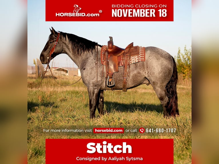 Percherón Mestizo Caballo castrado 4 años 163 cm Ruano azulado in Plano, IA