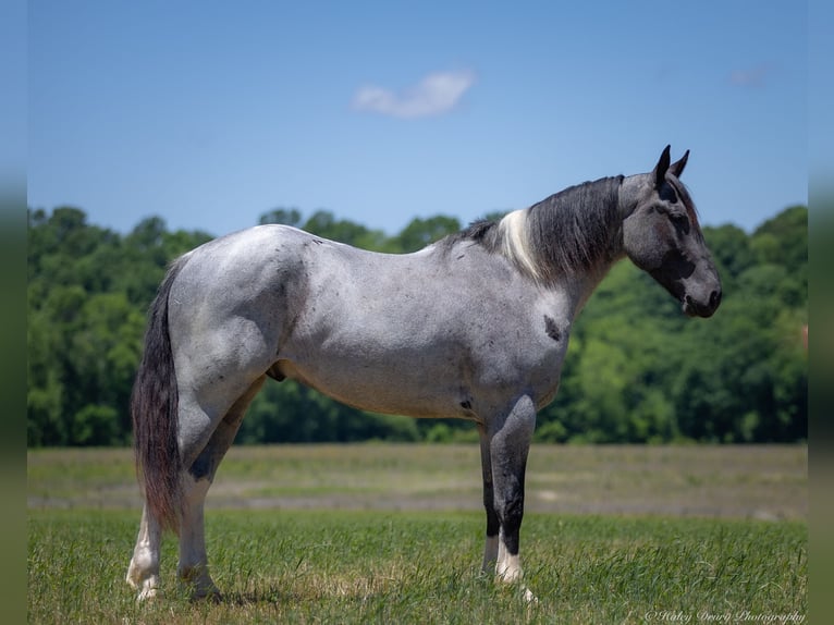 Percherón Mestizo Caballo castrado 4 años 163 cm Ruano azulado in Auburn, KY