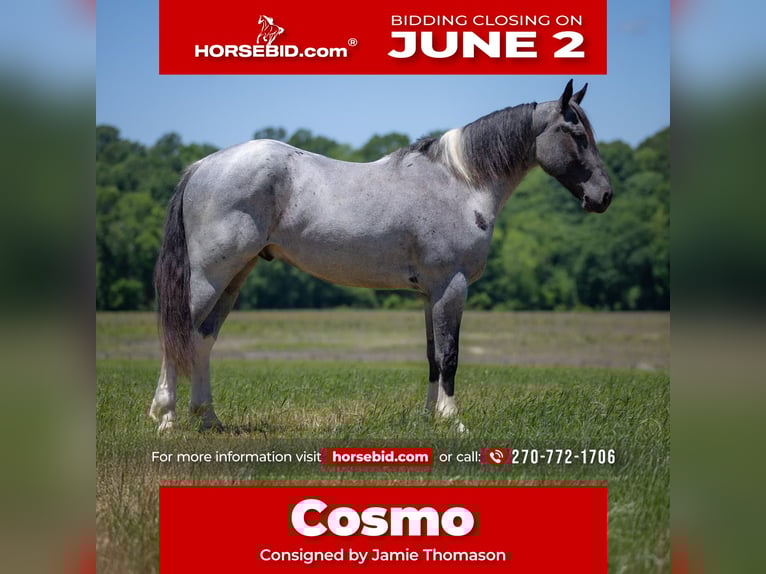 Percherón Mestizo Caballo castrado 4 años 163 cm Ruano azulado in Auburn, KY
