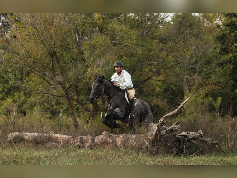Percherón Mestizo Caballo castrado 4 años 163 cm Ruano azulado in Baxter Springs