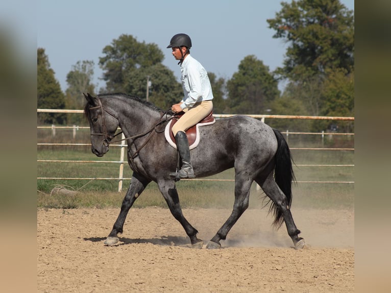 Percherón Mestizo Caballo castrado 4 años 163 cm Ruano azulado in Baxter Springs