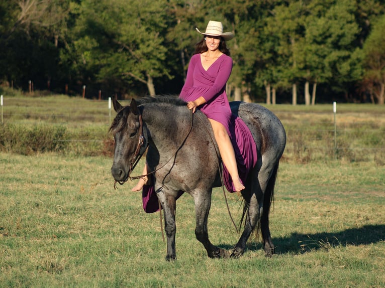 Percherón Mestizo Caballo castrado 4 años 163 cm Ruano azulado in Baxter Springs