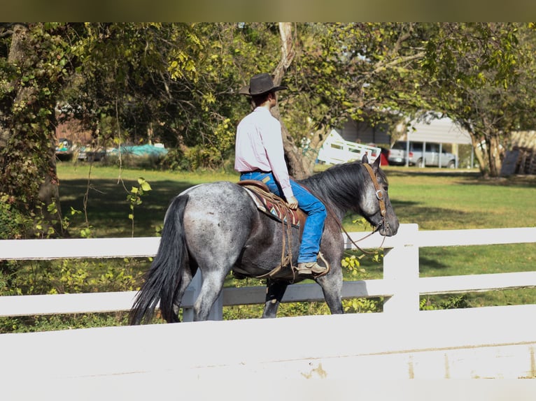 Percherón Mestizo Caballo castrado 4 años 163 cm Ruano azulado in Baxter Springs