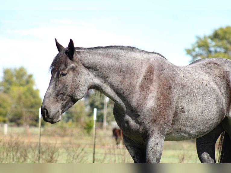 Percherón Mestizo Caballo castrado 4 años 163 cm Ruano azulado in Baxter Springs