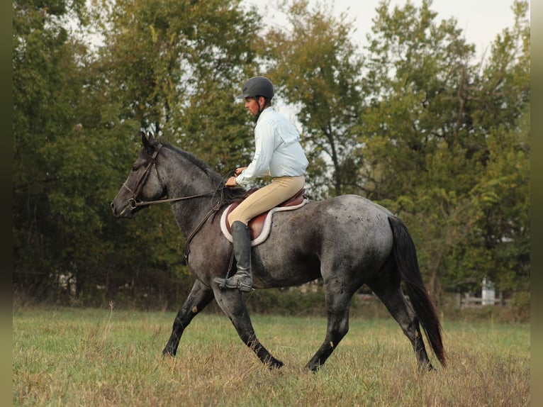 Percherón Mestizo Caballo castrado 4 años 163 cm Ruano azulado in Baxter Springs