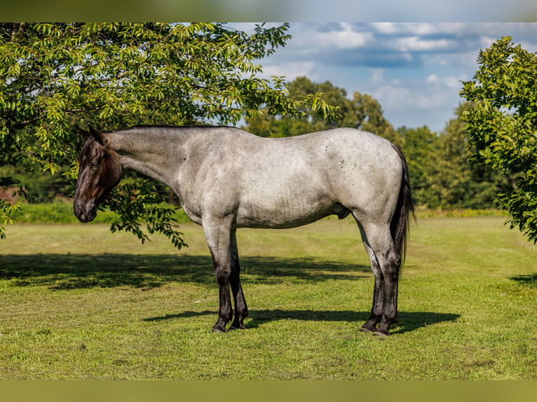 Percherón Mestizo Caballo castrado 4 años 163 cm Ruano azulado in Quitman
