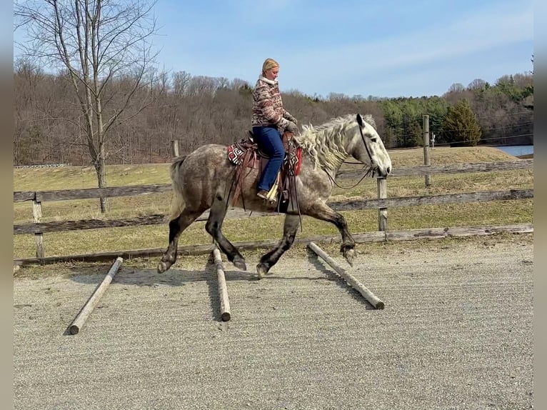 Percherón Caballo castrado 4 años 163 cm Tordo in New Holland