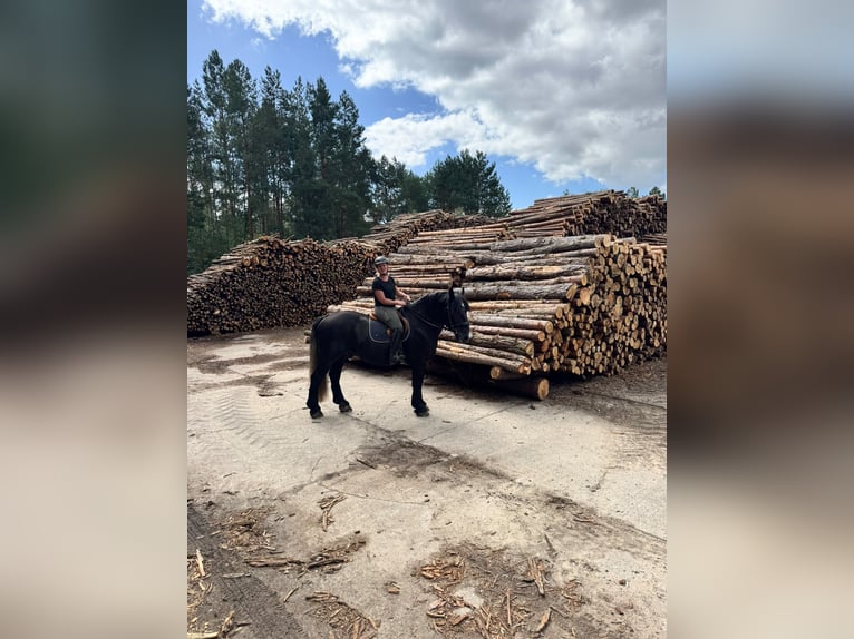 Percherón Caballo castrado 4 años 164 cm Tordillo negro in Bad Saarow
