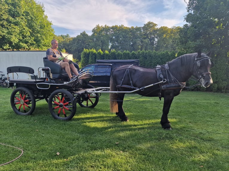 Percherón Caballo castrado 4 años 164 cm Tordillo negro in Bad Saarow