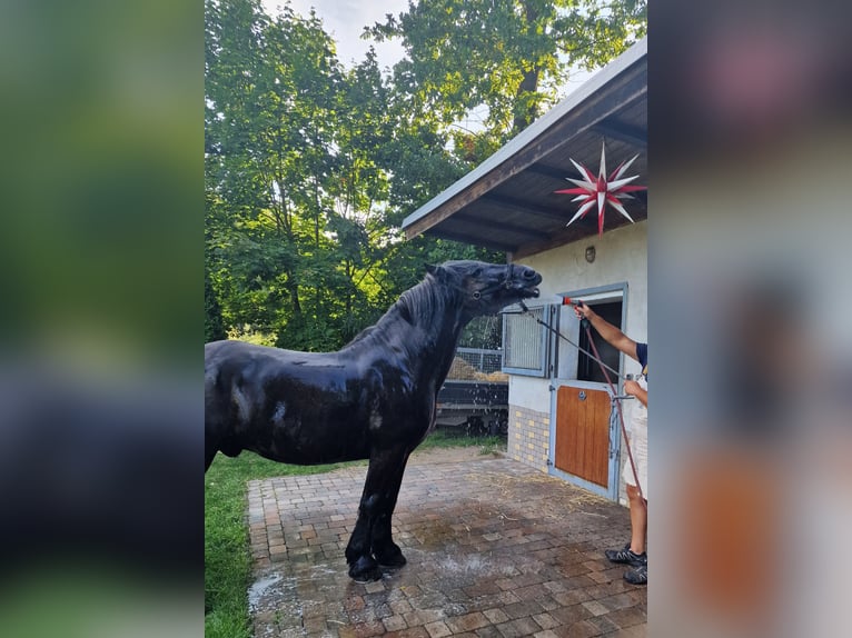 Percherón Caballo castrado 4 años 164 cm Tordillo negro in Bad Saarow