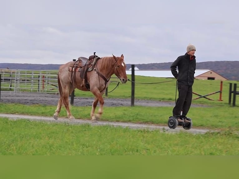 Percherón Mestizo Caballo castrado 4 años 165 cm Ruano alazán in Littlestown