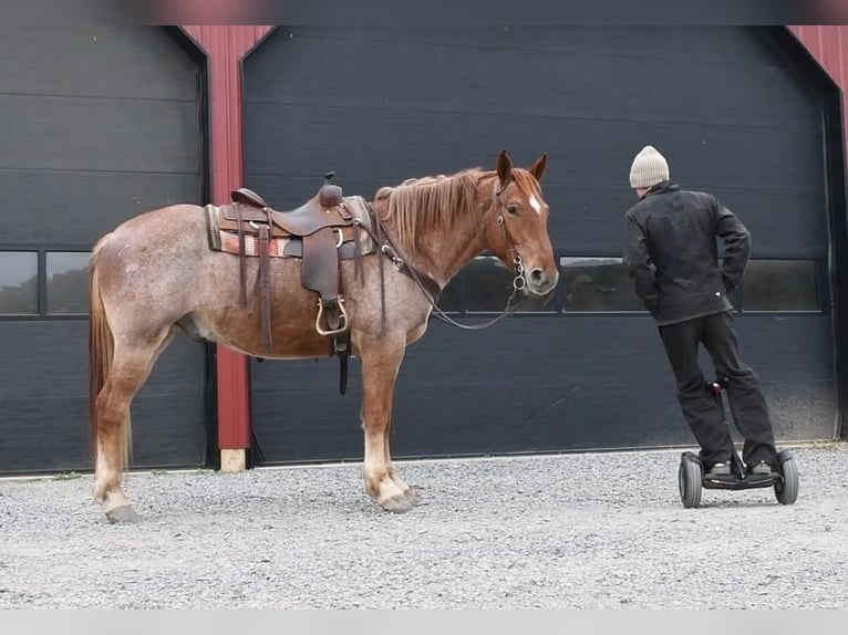 Percherón Mestizo Caballo castrado 4 años 165 cm Ruano alazán in Littlestown