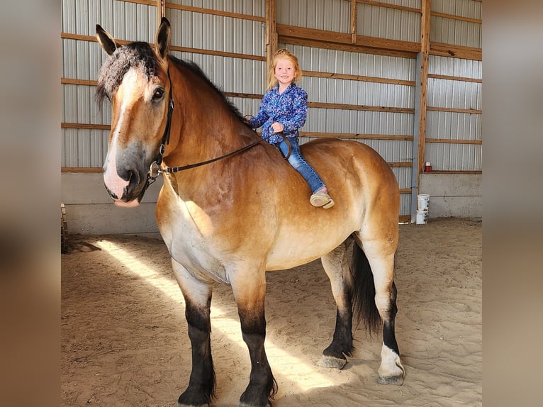 Percherón Mestizo Caballo castrado 4 años 168 cm Castaño rojizo in Camden, MI