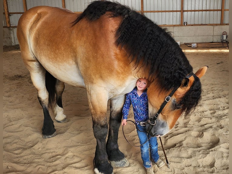 Percherón Mestizo Caballo castrado 4 años 168 cm Castaño rojizo in Camden, MI