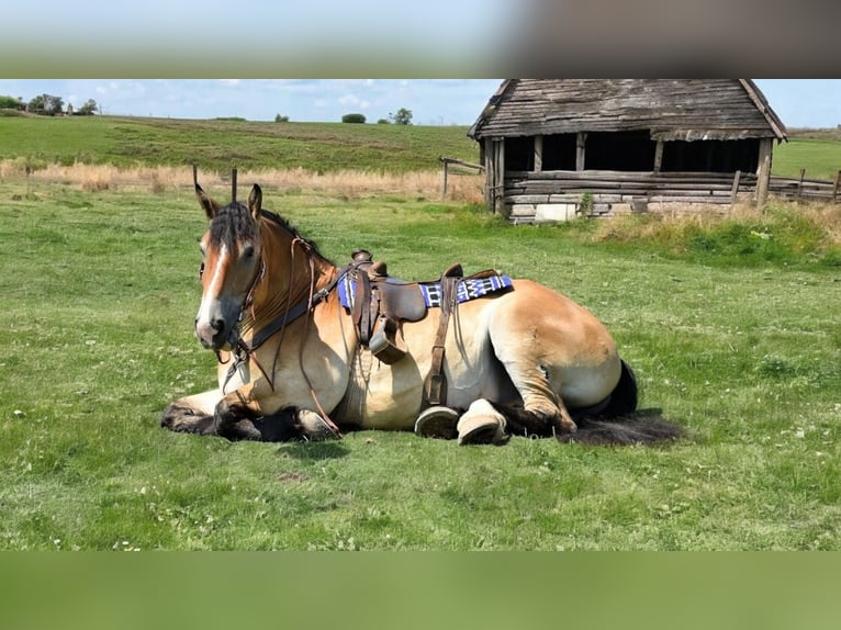 Percherón Mestizo Caballo castrado 4 años 168 cm Castaño rojizo in Camden, MI