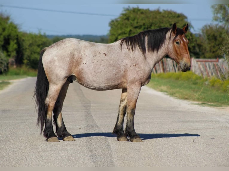 Percherón Caballo castrado 4 años 173 cm Castaño-ruano in Stephenville TX