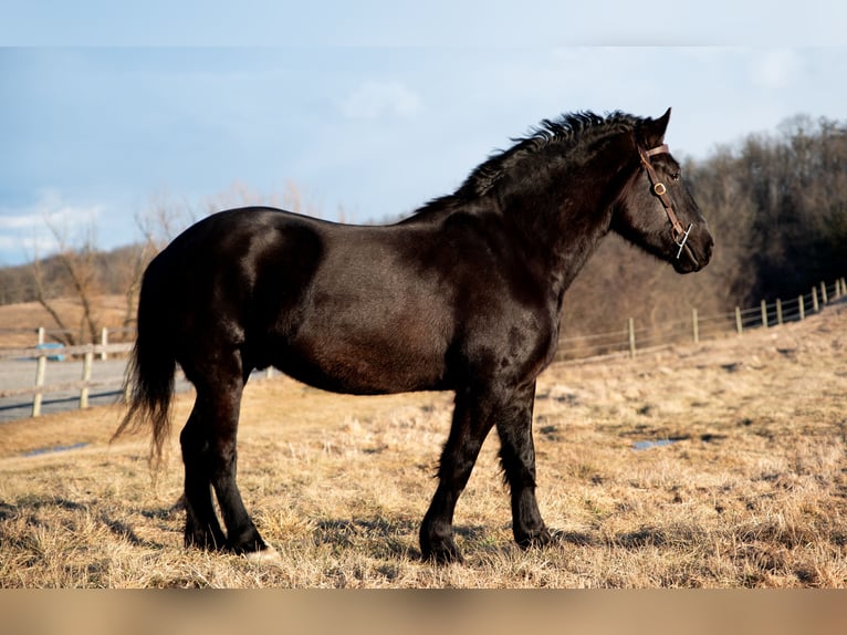 Percherón Caballo castrado 4 años 175 cm Negro in Middleburg, PA