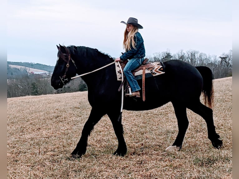 Percherón Caballo castrado 4 años 175 cm Negro in Middleburg, PA