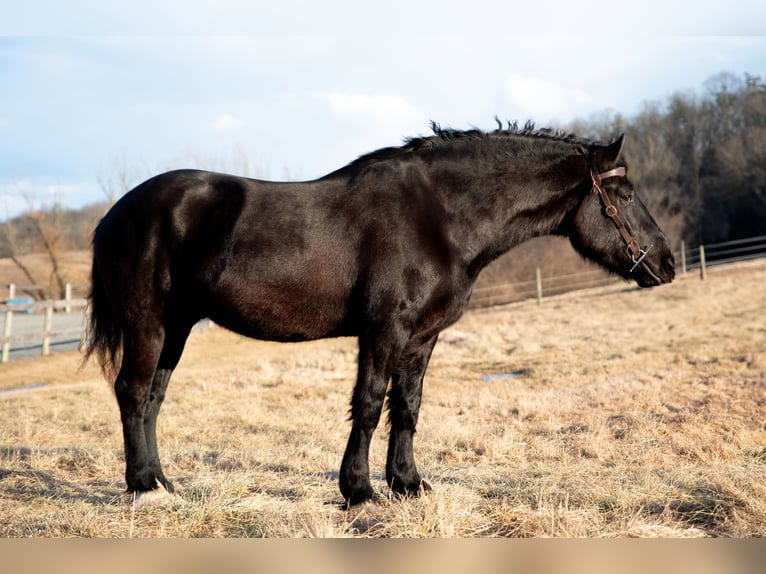 Percherón Caballo castrado 4 años 175 cm Negro in Middleburg, PA