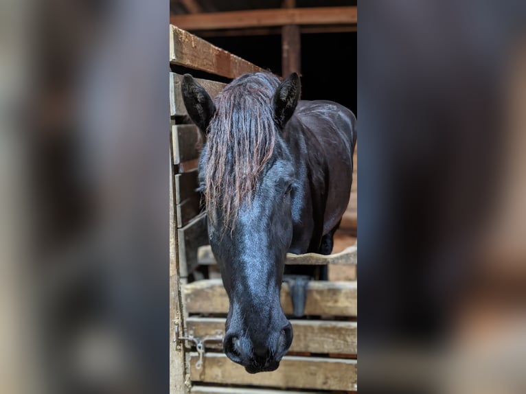 Percherón Caballo castrado 4 años 175 cm Negro in Middleburg, PA