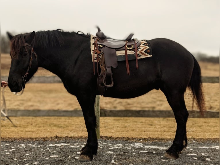 Percherón Caballo castrado 4 años 175 cm Negro in Middleburg, PA