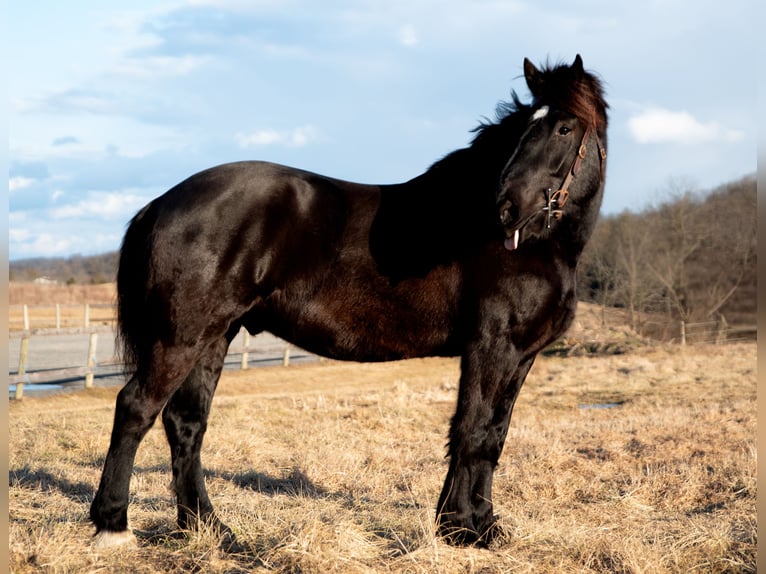 Percherón Caballo castrado 4 años 175 cm Negro in Middleburg, PA