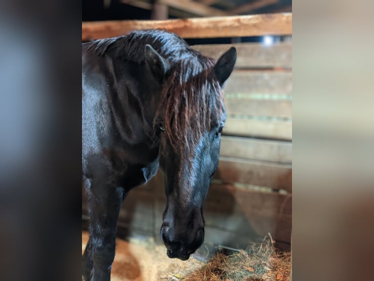 Percherón Caballo castrado 4 años 175 cm Negro in Middleburg, PA