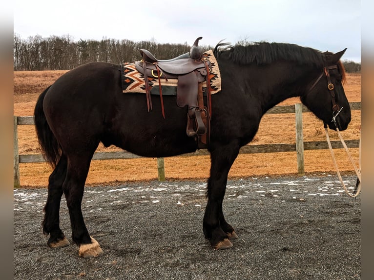 Percherón Caballo castrado 4 años 175 cm Negro in Middleburg, PA