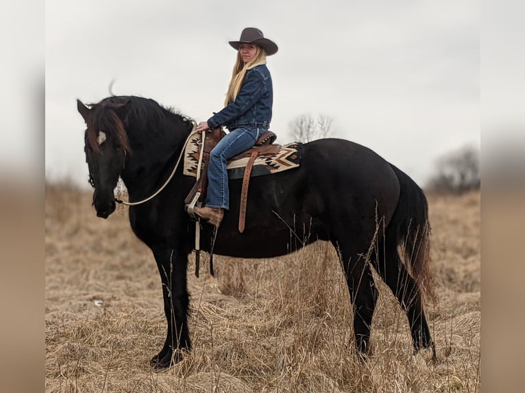 Percherón Caballo castrado 4 años 175 cm Negro in Middleburg, PA