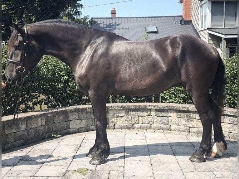 Percherón Caballo castrado 4 años 175 cm Negro in Middleburg, PA