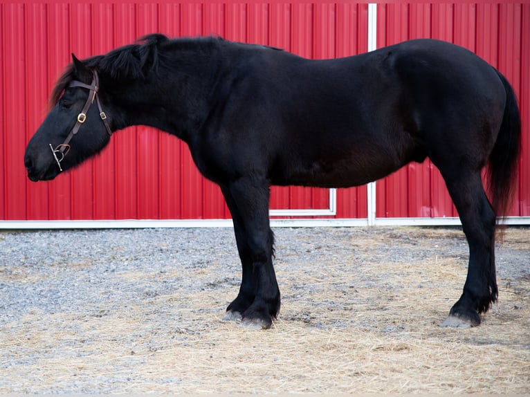 Percherón Caballo castrado 4 años 175 cm Negro in Middleburg, PA