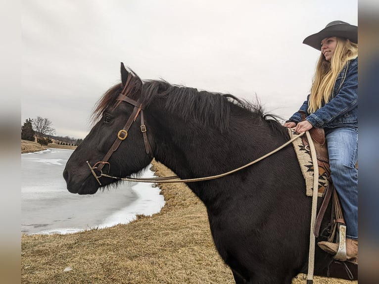 Percherón Caballo castrado 4 años 175 cm Negro in Middleburg, PA