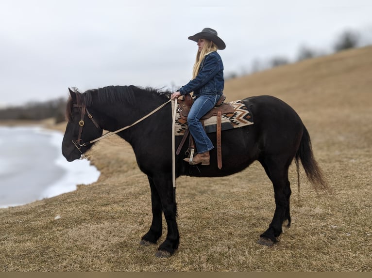 Percherón Caballo castrado 4 años 175 cm Negro in Middleburg, PA