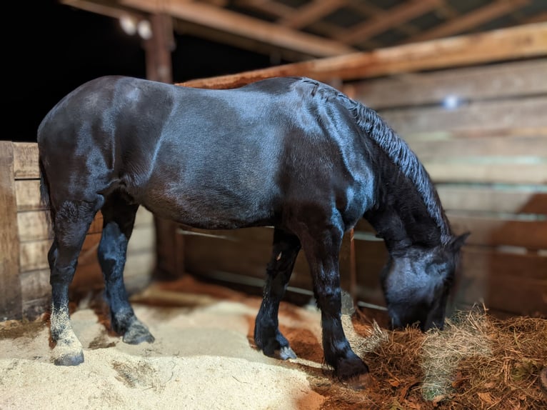 Percherón Caballo castrado 4 años 175 cm Negro in Middleburg, PA