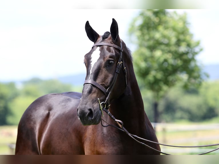 Percherón Mestizo Caballo castrado 4 años 178 cm Negro in Gap
