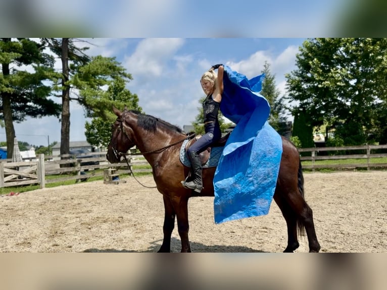 Percherón Mestizo Caballo castrado 4 años 178 cm Negro in Gap