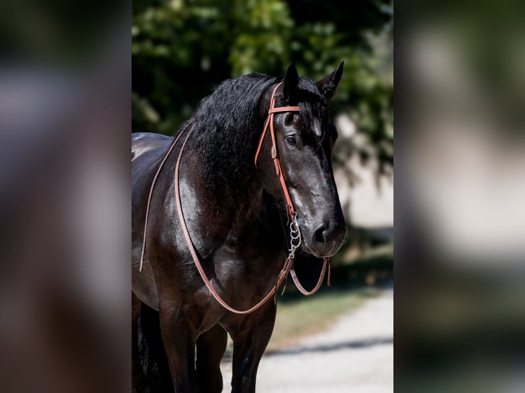 Percherón Caballo castrado 4 años 188 cm Negro in Argyle, TX