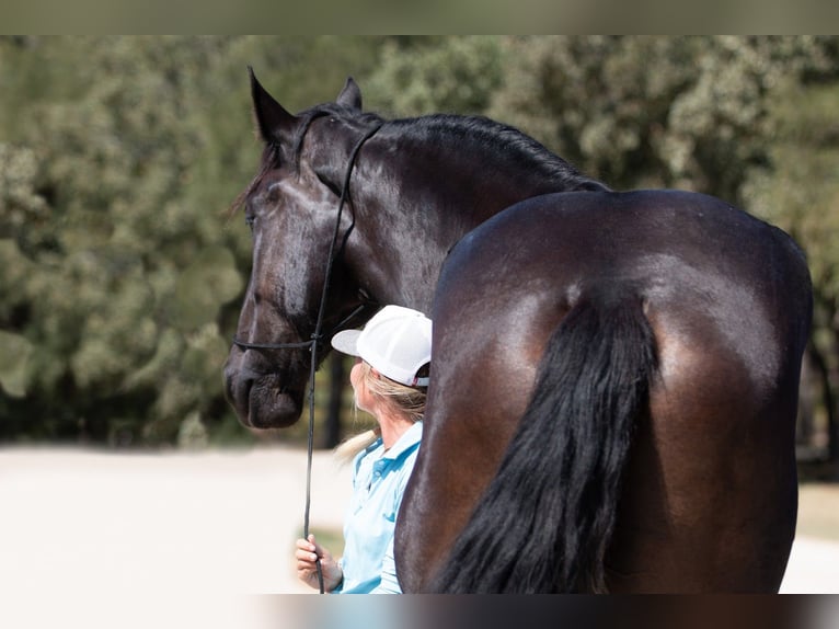 Percherón Caballo castrado 4 años 188 cm Negro in Argyle, TX