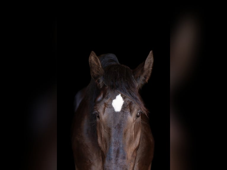 Percherón Caballo castrado 4 años 188 cm Negro in Argyle, TX