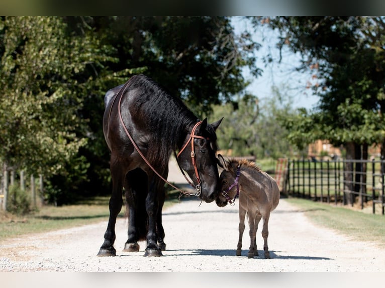 Percherón Caballo castrado 4 años 188 cm Negro in Argyle, TX