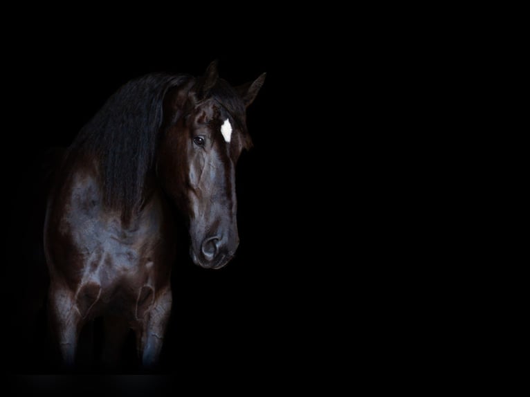 Percherón Caballo castrado 4 años 188 cm Negro in Argyle, TX