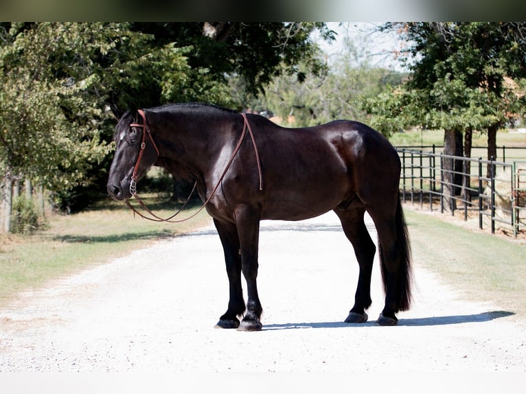 Percherón Caballo castrado 4 años 188 cm Negro in Argyle, TX