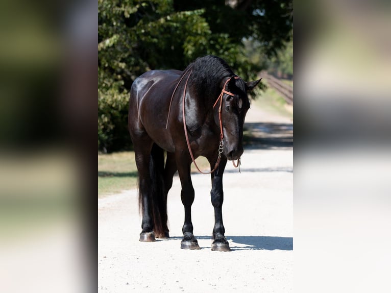 Percherón Caballo castrado 4 años 188 cm Negro in Argyle, TX