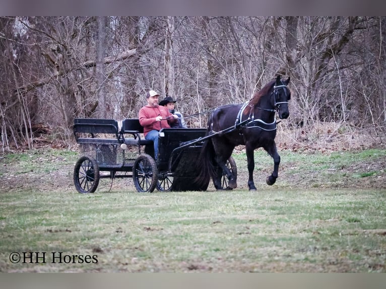 Percherón Caballo castrado 4 años Negro in Flemingsburg Ky