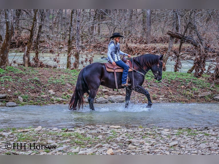 Percherón Caballo castrado 4 años Negro in Flemingsburg Ky