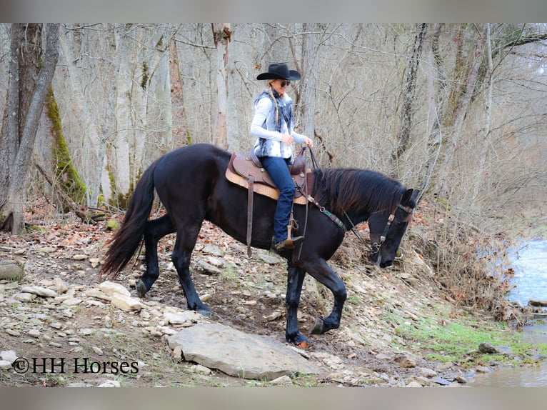 Percherón Caballo castrado 4 años Negro in Flemingsburg Ky