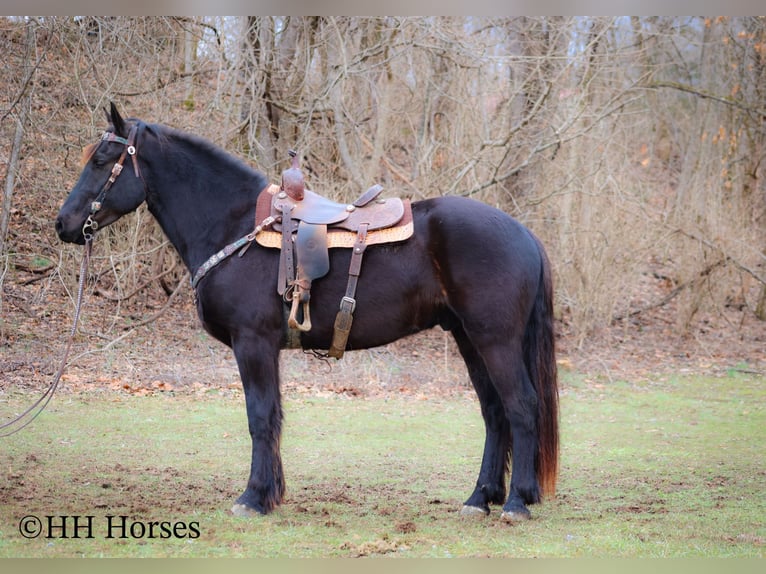 Percherón Caballo castrado 4 años Negro in Flemingsburg Ky