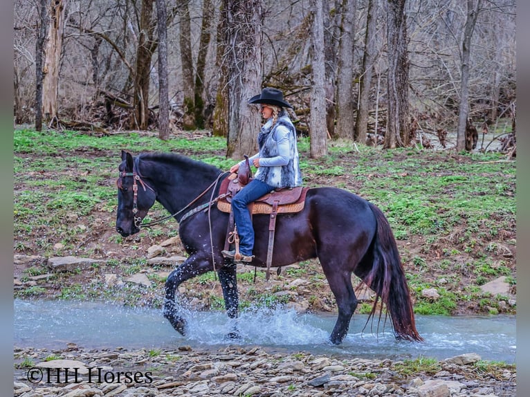 Percherón Caballo castrado 4 años Negro in Flemingsburg Ky