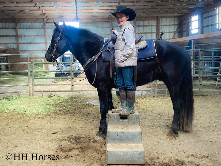 Percherón Caballo castrado 4 años Negro in Flemingsburg Ky